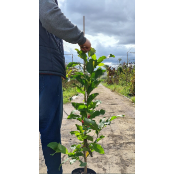 MAGNOLIA SUSAN duża roślina odporna na mróz - sadzonki 100 / 120 cm